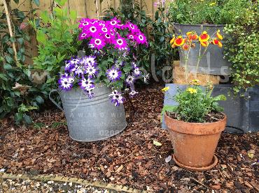 Major Plants Ltd - Pots and Troughs - London - UK - Image 134