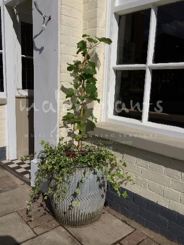 Major Plants Ltd - Pots and Troughs - London - UK - Image 148