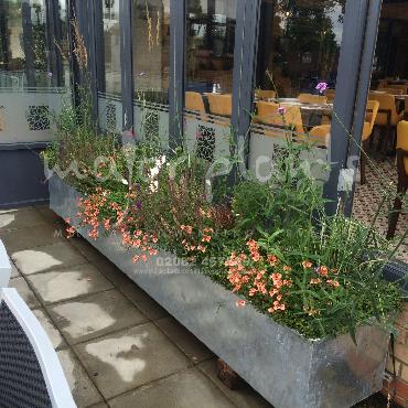 Major Plants Ltd - Pots and Troughs - London - UK - Image 160