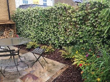 Major Plants Ltd - WBC British Queen - London - UK - Image 