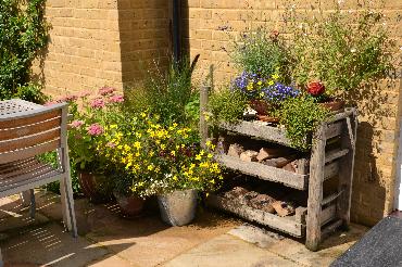 Major Plants Ltd - WBC British Queen - London - UK - Image 8