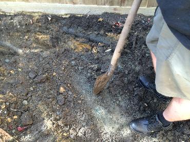 Major Plants Ltd - WBC British Queen - London - UK - Image 14