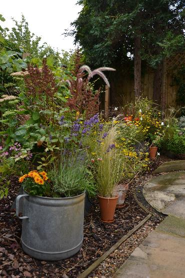 Major Plants Ltd - WBC British Queen - London - UK - Image 30