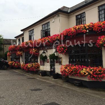 Major Plants Ltd - Window Boxes - London - UK - Image 11