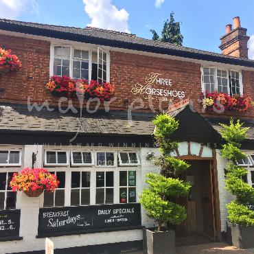 Major Plants Ltd - Window Boxes - London - UK - Image 37